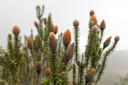 Close up on Chuquiragua Plant from the National Park Cayambe-Coca near Quito in Ecuadorの写真素材