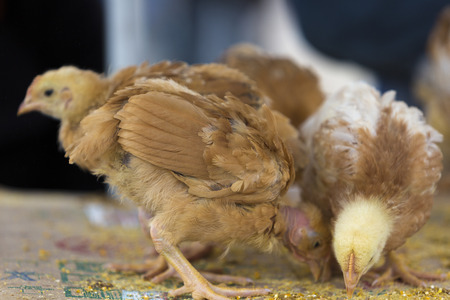 Young chicks for sale at the outdoor live animal market in Otavalo, Ecuador 2015.の写真素材