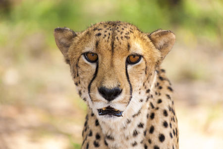 Amazing closeup and portrait of Cheetah with selective focus taken in Namibia. Southern Africaの写真素材