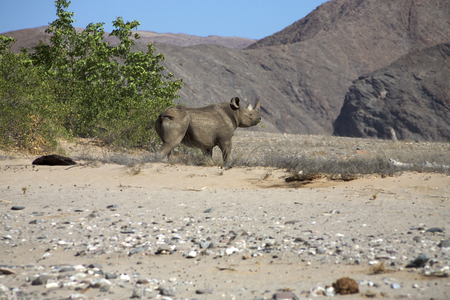 Endangered black rhino in savanna with distant trees and mountains in the background seen within the Skeleton Desert in Namibia. Africaの写真素材