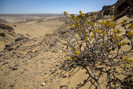 Closeuop on yellow plants with the  Skeleton Coast Desert in the backgroundの写真素材