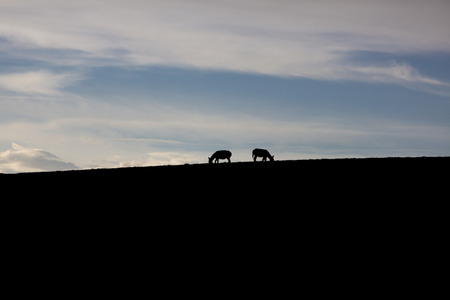 Silhouettes of two donkeys eating in the fiels with sunset blue sky in the background. Peruの写真素材