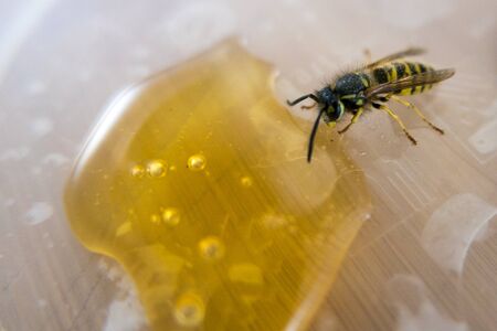 Closeup of a bee taking rest and sucking liquid honey dripping left on a flat wooden surface.の写真素材
