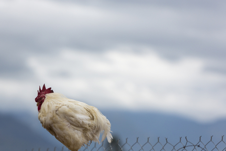 Bantam rooster at the Otavalo Animal Market, Ecuadorの写真素材