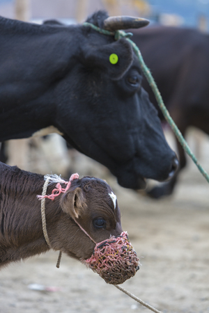 Baby cow resting at the animal Andean market of Otavalo. Ecuador 2015 (Selective focus)の写真素材
