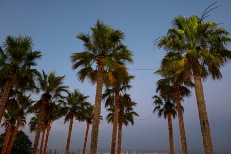 Tropical palm trees with lush forest under a dawn blue sky in San Francisco.の写真素材