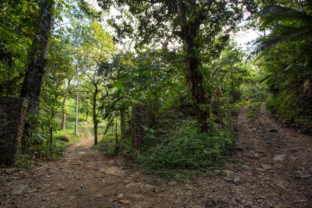 A dirt path forks through a lush, green forest in Matapalo, Costa Rica.の写真素材