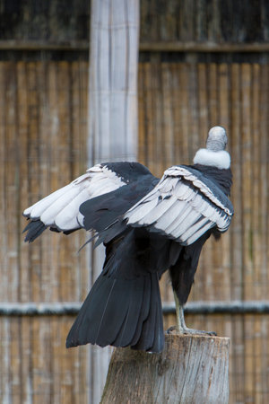 A condor with black and white wings stands on a stump, back to viewer.