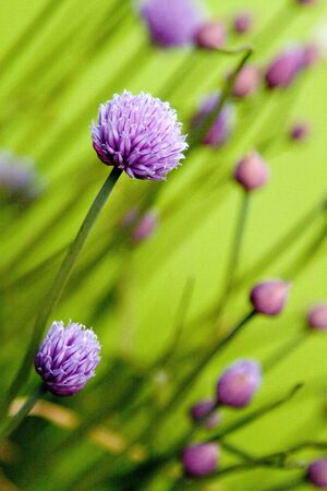 Closeup on chives flower headの写真素材