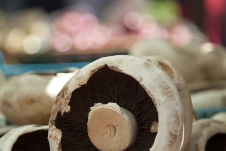 A Portobello mushroom  Agaricus Bisporus  at a farmersの写真素材