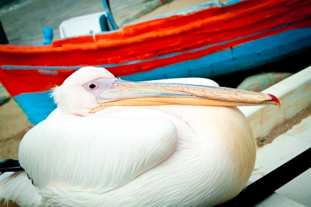 Petros the pelican perching on a boat in the old harbour at Mykonos, Greece の写真素材