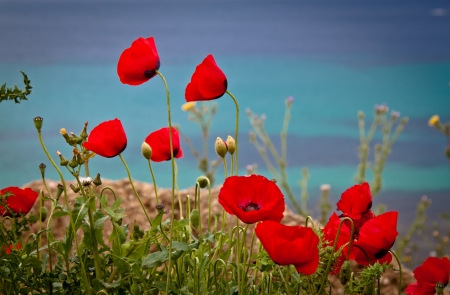 Poppies by the beach, against the  beautiful blue sea of Greece. Landscape orientation.の写真素材