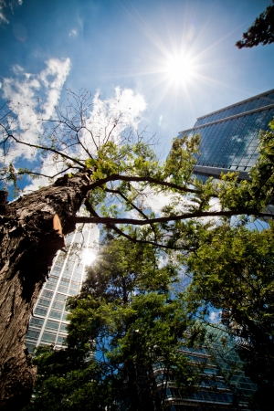 Vertical view of a tree and skyscrapers on a gorgeous summer day. Jubilee Park, Canary Whard, London.のeditorial素材