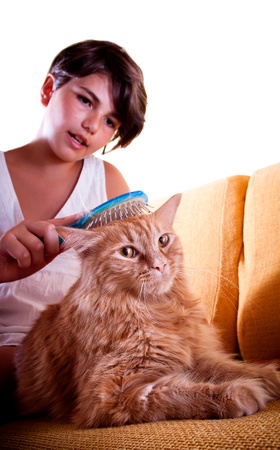 A long-haired ginger cat being groomed by her young friend  Focus on the cat, looking into the camera の写真素材