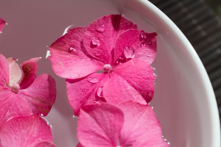 Pink hydrangea flowers floating in a bowl with essential oils. Shallow depth of field.の写真素材