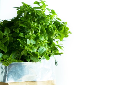 Thyme plant ready to be plucked in the kitchen, on white background. Copy space. Landscape orientation.の写真素材