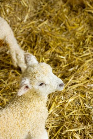 Cute newborn lambs, of the Lincolnshire Long Wool breed.の写真素材