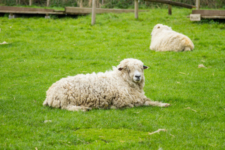 Sheep of the Lincolnshire Long Wool breed happilygrazing in a field in Somerset. Idyllic setting.の写真素材