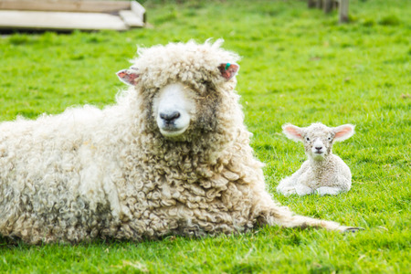 A Lincolnshire Long Wool sheep with her newborn lamb in a green field in April. Idyllic rural scene.の写真素材