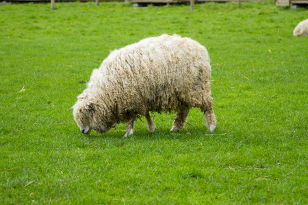 Sheep of the Lincolnshire Long Wool breed happilygrazing in a field in Somerset. Idyllic setting.の写真素材