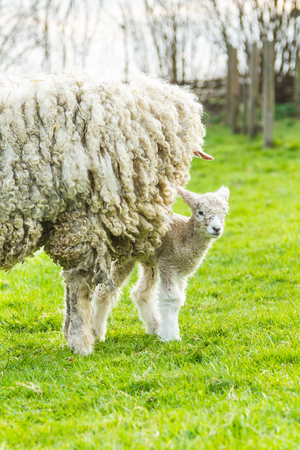 A Lincolnshire Long Wool sheep with her newborn lamb in a green field in April. Idyllic rural scene.の写真素材