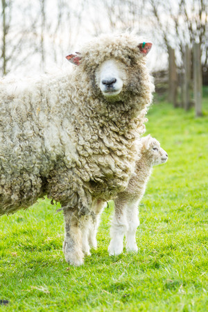 A Lincolnshire Long Wool sheep with her newborn lamb in a green field in April. Idyllic rural scene.の写真素材