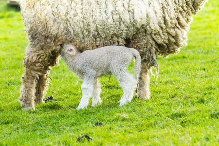A Lincolnshire Long Wool sheep with her newborn lamb in a green field in April. Idyllic rural scene.の写真素材