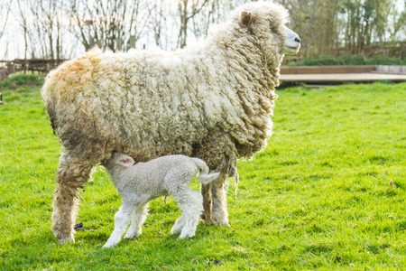 A Lincolnshire Long Wool sheep with her newborn lamb in a green field in April. Idyllic rural scene.の写真素材