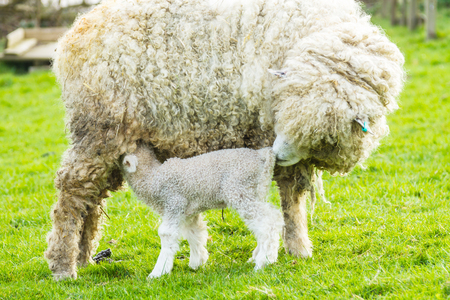A Lincolnshire Long Wool sheep with her newborn lamb in a green field in April. Idyllic rural scene.の写真素材