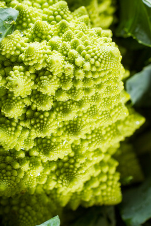 Close up on romanesco cauliflower, with its beautiful fractal shapes, spirals, Fibonacci sequences.の写真素材