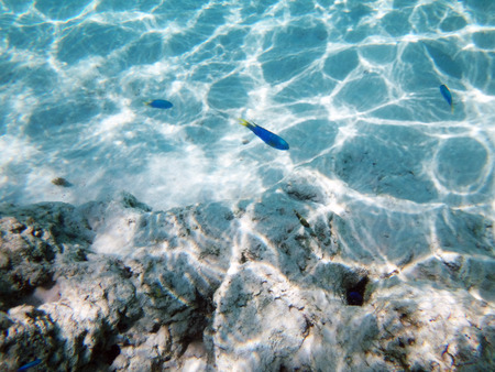 Marine life on the sandbank in the lagoon of Moorea, French Polynesia.の写真素材