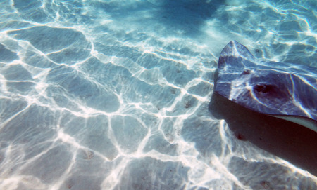 Curious, friendly stingrays in the lagoon of Moorea, French Polynesia.の写真素材