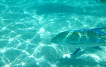 Marine life on the sandbank in the lagoon of Moorea, French Polynesia.