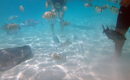 Swimming with friendly stingrays in Moorea, French Polynesia.