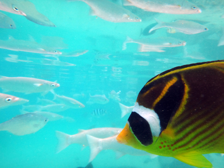 Marine life in the lagoon of Papeete, French Polynesia.
