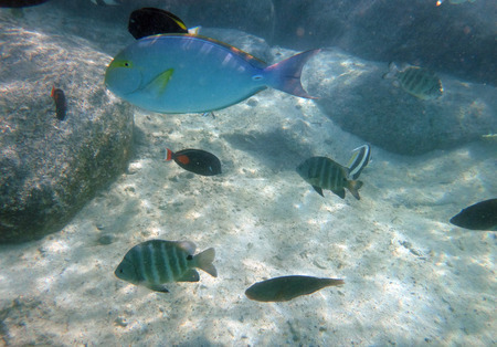 Marine life in the lagoon of Papeete, French Polynesia.