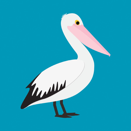 Pelican in vector format.のイラスト素材