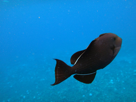 Sea life of Molokini Crater, Maui, Hawaii.