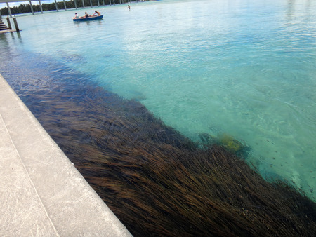 Sea life of The Entrance, NSW Central Coast Australia.の写真素材