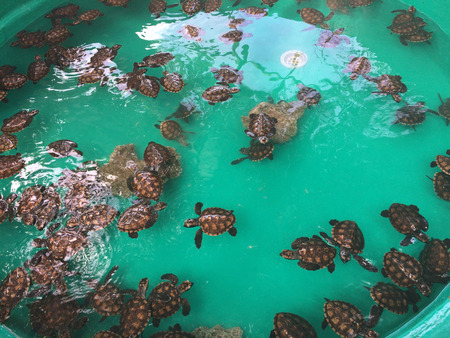 Baby Turtles, Tranquility Island, Efate, Vanuatu.の写真素材