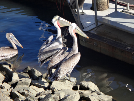 Black Pelicans of Cabo San Lucas, Baja California, Mexico.の写真素材
