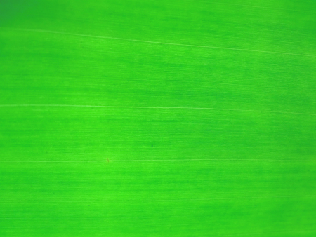 Fresh green banana leaf abstract texture background.の写真素材