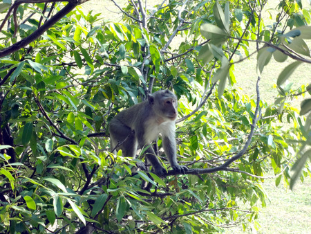 Monkey Climbing Tree.Â  A monkey sits on a branch of a tree.