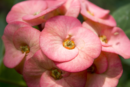 Poi Sian flowersの写真素材