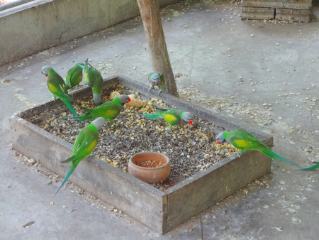 Cute green parots are eating food.