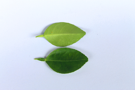 Lemon leaves isolated on whiteの写真素材