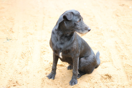 Black dog sitting on the yellow sand.の写真素材