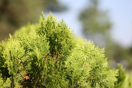 Closeup nature view of green leaf in garden at summer under sunlight. Natural green plants landscape using as a background or wallpaper.の写真素材