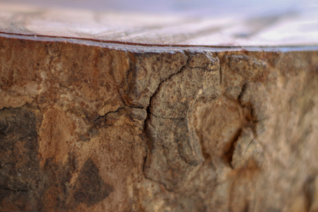 wood log slicedの写真素材