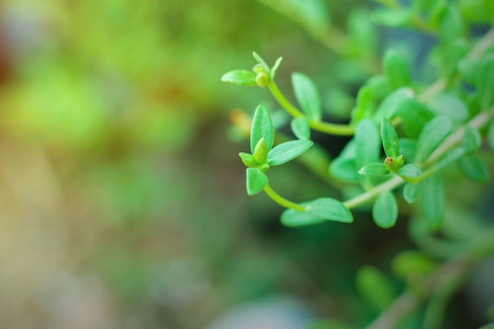 Portulaca oleracea (common purslane, also known as verdolaga, pigweed, little hogweed, red root,...